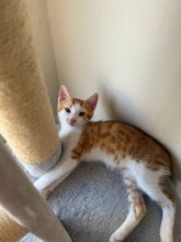 PARKER, Katze, Europäisch Kurzhaar in Zypern - Bild 4