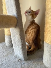 PARKER, Katze, Europäisch Kurzhaar in Zypern - Bild 5