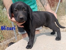 MISURI, Hund, Labrador-Mix in Spanien - Bild 1