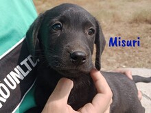 MISURI, Hund, Labrador-Mix in Spanien - Bild 2