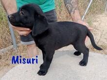 MISURI, Hund, Labrador-Mix in Spanien - Bild 3