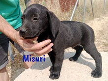 MISURI, Hund, Labrador-Mix in Spanien - Bild 4