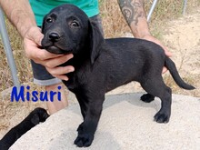 MISURI, Hund, Labrador-Mix in Spanien - Bild 5