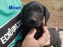 MISURI, Hund, Labrador-Mix in Spanien - Bild 6