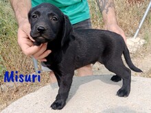 MISURI, Hund, Labrador-Mix in Spanien - Bild 7