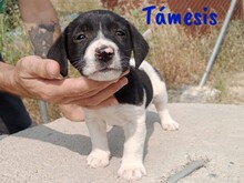 TAMESIS, Hund, Labrador-Mix in Spanien - Bild 1