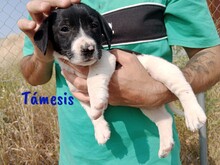 TAMESIS, Hund, Labrador-Mix in Spanien - Bild 2