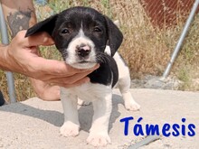 TAMESIS, Hund, Labrador-Mix in Spanien - Bild 3