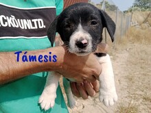 TAMESIS, Hund, Labrador-Mix in Spanien - Bild 4