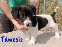 TAMESIS, Hund, Labrador-Mix in Spanien - Bild 5