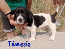 TAMESIS, Hund, Labrador-Mix in Spanien - Bild 6