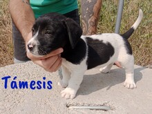 TAMESIS, Hund, Labrador-Mix in Spanien - Bild 7