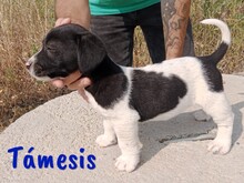 TAMESIS, Hund, Labrador-Mix in Spanien - Bild 8