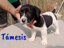 TAMESIS, Hund, Labrador-Mix in Spanien - Bild 9