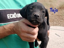 TAJO, Hund, Labrador-Mix in Spanien - Bild 1