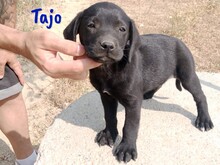 TAJO, Hund, Labrador-Mix in Spanien - Bild 2