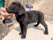 TAJO, Hund, Labrador-Mix in Spanien - Bild 4