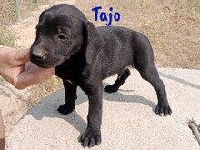 TAJO, Hund, Labrador-Mix in Spanien - Bild 5