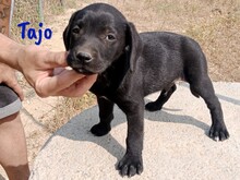 TAJO, Hund, Labrador-Mix in Spanien - Bild 6