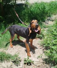 GOOFY, Hund, Mischlingshund in Griechenland - Bild 1