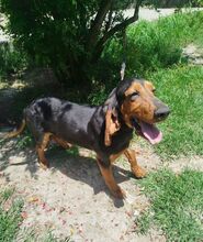 GOOFY, Hund, Mischlingshund in Griechenland - Bild 10