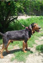 GOOFY, Hund, Mischlingshund in Griechenland - Bild 2