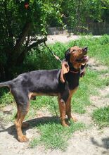 GOOFY, Hund, Mischlingshund in Griechenland - Bild 3