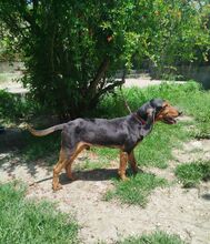 GOOFY, Hund, Mischlingshund in Griechenland - Bild 4