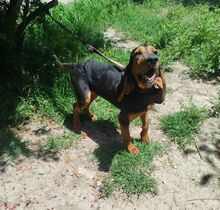 GOOFY, Hund, Mischlingshund in Griechenland - Bild 5