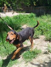 GOOFY, Hund, Mischlingshund in Griechenland - Bild 6