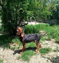 GOOFY, Hund, Mischlingshund in Griechenland - Bild 7