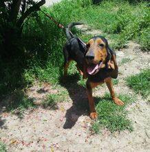 GOOFY, Hund, Mischlingshund in Griechenland - Bild 8