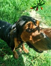 GOOFY, Hund, Mischlingshund in Griechenland - Bild 9