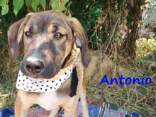 ANTONIO, Hund, Mischlingshund in Griechenland - Bild 3