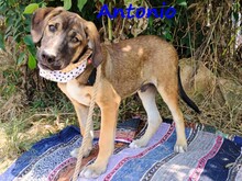 ANTONIO, Hund, Mischlingshund in Griechenland - Bild 5