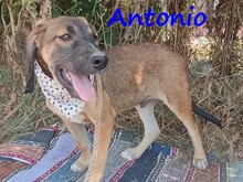 ANTONIO, Hund, Mischlingshund in Griechenland - Bild 7