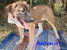 ANTONIO, Hund, Mischlingshund in Griechenland - Bild 8