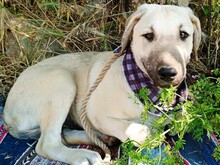 JULIO, Hund, Mischlingshund in Griechenland - Bild 1