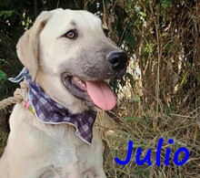 JULIO, Hund, Mischlingshund in Griechenland - Bild 2