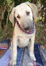 JULIO, Hund, Mischlingshund in Griechenland - Bild 3