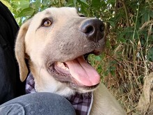 JULIO, Hund, Mischlingshund in Griechenland - Bild 4