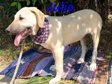 JULIO, Hund, Mischlingshund in Griechenland - Bild 5