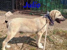 JULIO, Hund, Mischlingshund in Griechenland - Bild 6