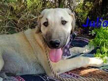 JULIO, Hund, Mischlingshund in Griechenland - Bild 8