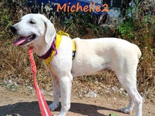 MICHELLE2, Hund, Mischlingshund in Griechenland - Bild 2