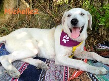 MICHELLE2, Hund, Mischlingshund in Griechenland - Bild 3