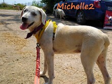 MICHELLE2, Hund, Mischlingshund in Griechenland - Bild 5