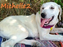 MICHELLE2, Hund, Mischlingshund in Griechenland - Bild 7