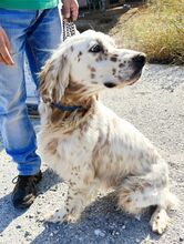 REX, Hund, englischer Setter in Griechenland - Bild 1