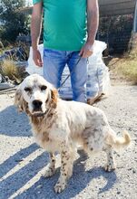 REX, Hund, englischer Setter in Griechenland - Bild 2